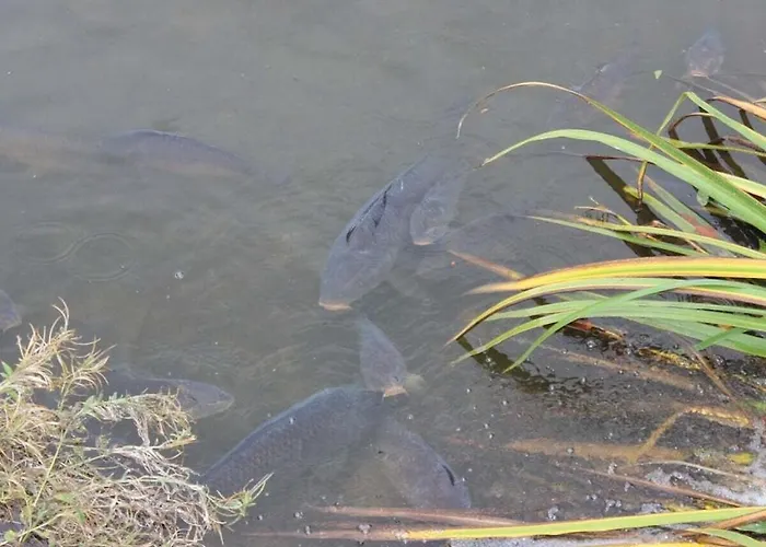 Harz Comfortable Semesterbostad